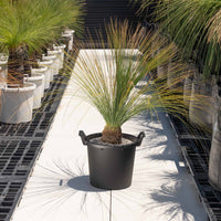 オーストラリスNo.3