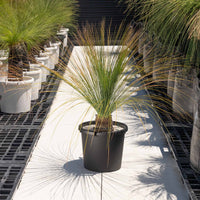 オーストラリスNo.3