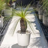 ジョンソニーNo.30