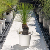 ジョンソニーNo.33