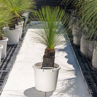 ジョンソニーNo.33