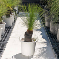 ジョンソニーNo.33