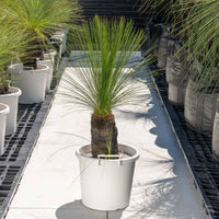 ジョンソニーNo.33