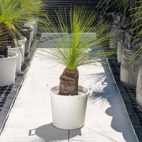 ジョンソニーNo.34