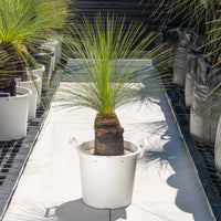 ジョンソニーNo.34