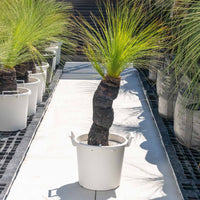 ジョンソニーNo.35