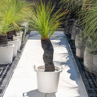 ジョンソニーNo.35