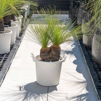 ジョンソニーNo.36