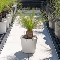 ジョンソニーNo.36