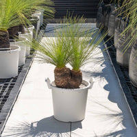 ジョンソニーNo.36