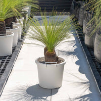 ジョンソニーNo.36