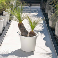 ジョンソニーNo.37