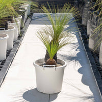 ジョンソニーNo.37