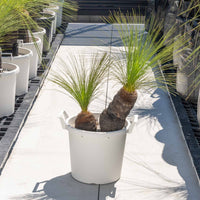 ジョンソニーNo.37