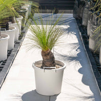 ジョンソニーNo.37