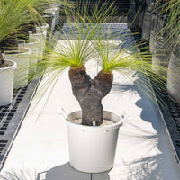 ジョンソニーNo.38