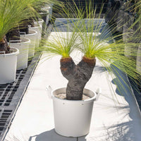 ジョンソニーNo.38