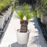 ジョンソニーNo.39