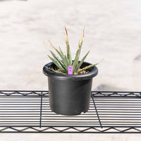 ユタエンシス-No.4