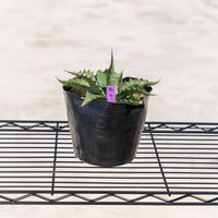 ジェントリージョーズ-No.4