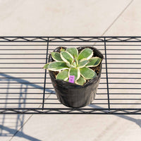 クリームスパイク-No.4