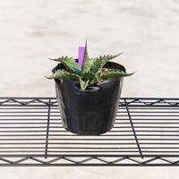 ジェントリージョーズ-No.4