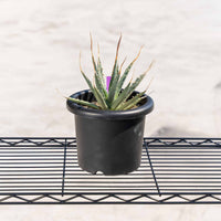 ユタエンシス-No.4