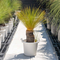 ジョンソニーNo.4