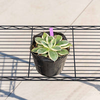 クリームスパイク-No.4