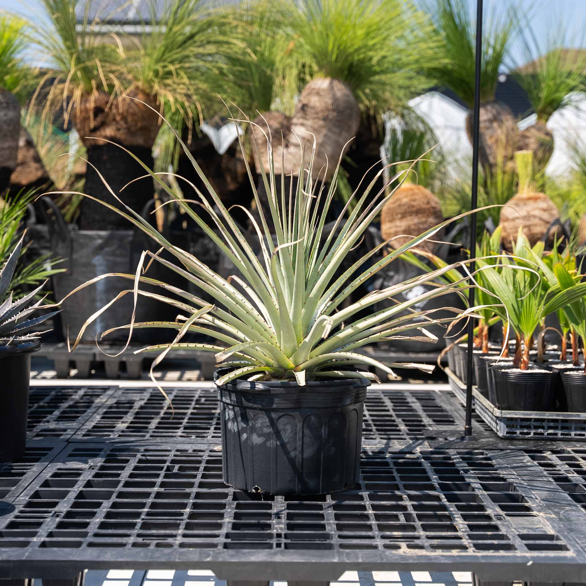 プヤ ハムシー 希少種 耐寒性あり 地植え可能