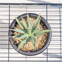 ユタエンシス-No.4