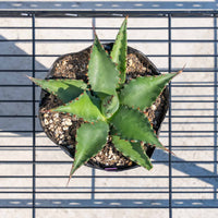 ジェントリージョーズ-No.4