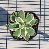 クリームスパイク-No.4