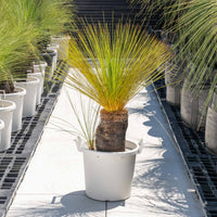 ジョンソニーNo.4