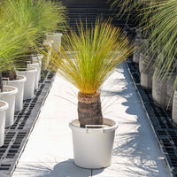 ジョンソニーNo.4