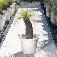 ジョンソニーNo.41