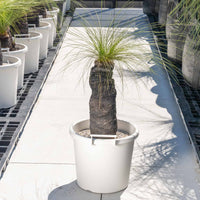 ジョンソニーNo.41