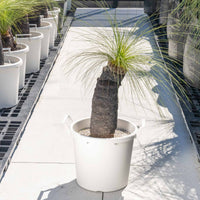 ジョンソニーNo.41