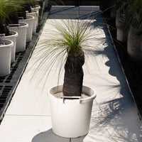 ジョンソニーNo.41