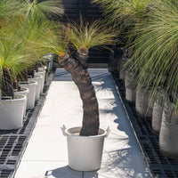 ジョンソニーNo.42