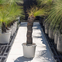 ジョンソニーNo.42