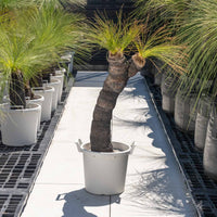 ジョンソニーNo.42