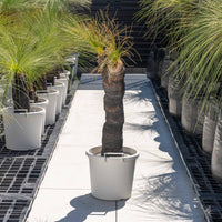 ジョンソニーNo.42