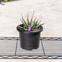 ユタエンシス-No.5