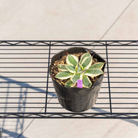 クリームスパイク-No.5