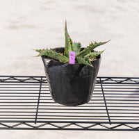 ジェントリージョーズ-No.5