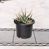 ユタエンシス-No.5