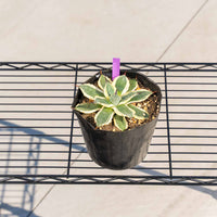 クリームスパイク-No.5