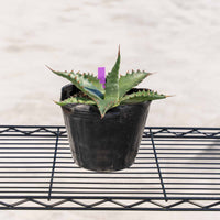 ジェントリージョーズ-No.5