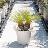 ジョンソニーNo.5